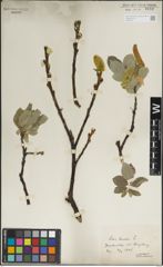Foto von Salix lanata L.